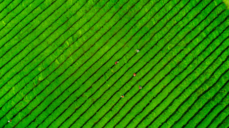 茶园，中国，江西省大片有机茶园