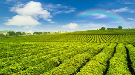 茶园，中国，江西省大片有机茶园