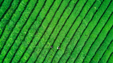 茶园，中国，江西省大片有机茶园