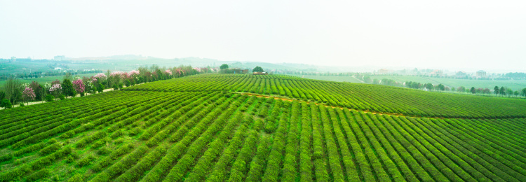 茶园，中国，江西省大片有机茶园