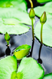 特写夏日荷塘里盛开的美丽紫色睡莲