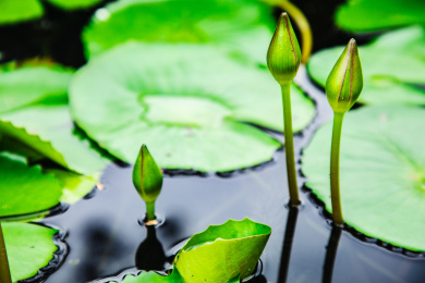 特写夏日荷塘里盛开的美丽紫色睡莲