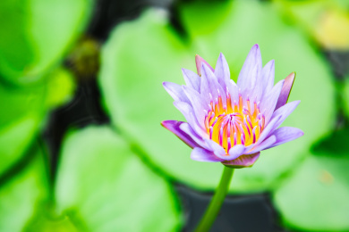 特写夏日荷塘里盛开的美丽紫色睡莲