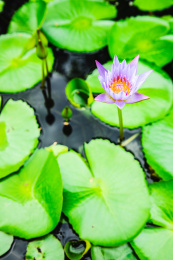 特写夏日荷塘里盛开的美丽紫色睡莲