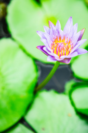 特写夏日荷塘里盛开的美丽紫色睡莲