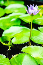 特写夏日荷塘里盛开的美丽紫色睡莲