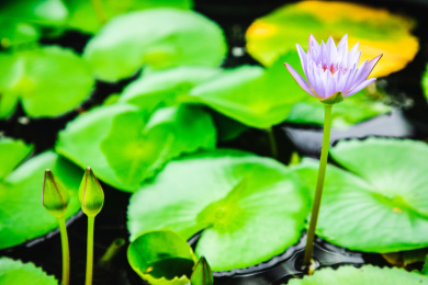 特写夏日荷塘里盛开的美丽紫色睡莲
