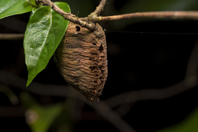 Pupae parasitic on branches