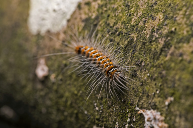 A caterpillar on rotten wood