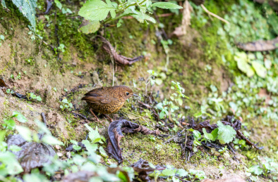 生活于中国西南山林稠密灌木丛或竹林的树根间的小鳞胸鹪鹛