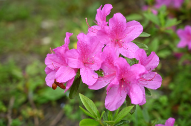 春天花园有水珠的玫红色的杜鹃花特写