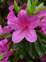 春天花园有水珠的玫红色的杜鹃花特写