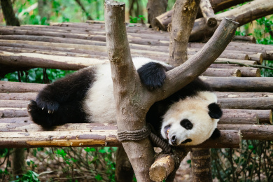 大熊猫的睡觉姿势图片