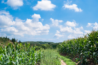 中国东北辽宁辽南大连庄河盛夏农村景色