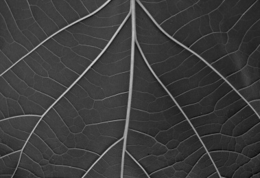 黑白大型树叶背面的纹理特写