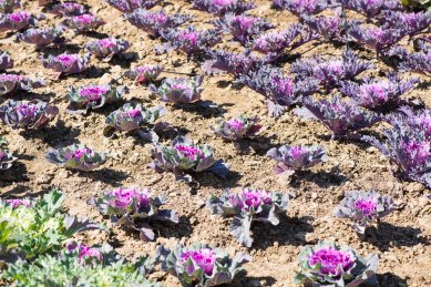 在种植园里的紫色羽衣甘蓝幼苗
