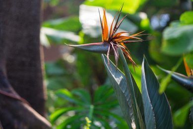 热带植物温室里的花卉鹤望兰