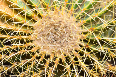 长有金黄色刺的大型仙人球顶部