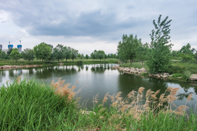 中国北方夏天阴云密布之下长满芦苇的人工湖