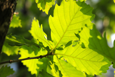 户外槲树上的绿色叶子特写