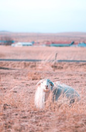 躺在草地上的一只锡林郭勒盟的绵羊