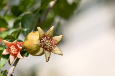 颜色鲜红具有清热解毒功效的石榴花