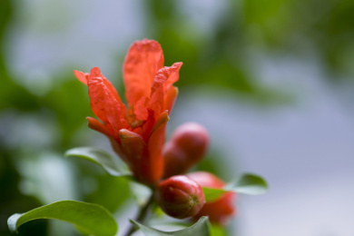 颜色鲜红具有清热解毒功效的石榴花