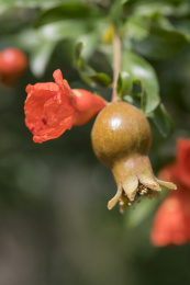 颜色鲜红具有清热解毒功效的石榴花