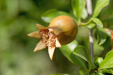 颜色鲜红具有清热解毒功效的石榴花