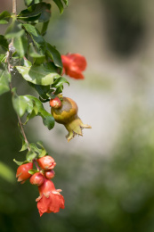 颜色鲜红具有清热解毒功效的石榴花