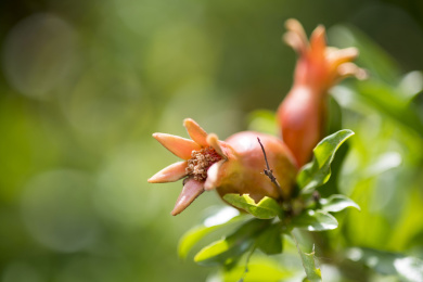 颜色鲜红具有清热解毒功效的石榴花
