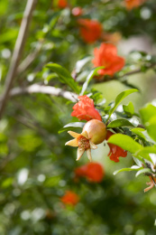 颜色鲜红具有清热解毒功效的石榴花