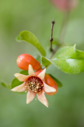 颜色鲜红具有清热解毒功效的石榴花