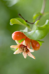 颜色鲜红具有清热解毒功效的石榴花