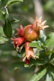 颜色鲜红具有清热解毒功效的石榴花