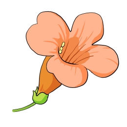 手绘桔红色夏季植物花卉可爱凌霄花