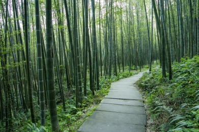 重庆市永川区茶山竹海的翠竹