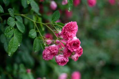 一枝被雨打湿的粉色蔷薇花