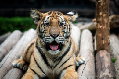 天气太热傻傻纳凉的小老虎
