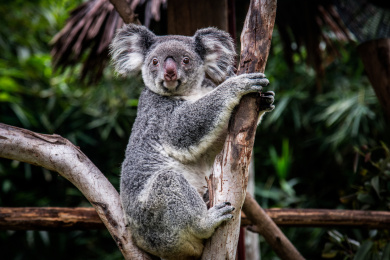 抱在树干上正在看镜头的考拉