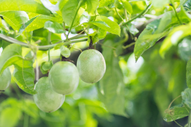 夏天百香果树上结出新鲜的果实