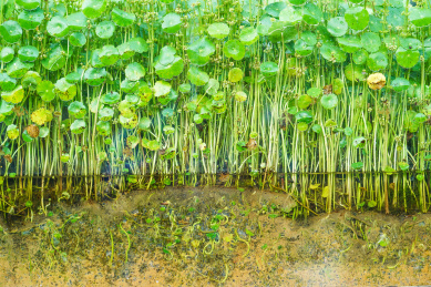 水养绿色植物—金钱草及根茎
