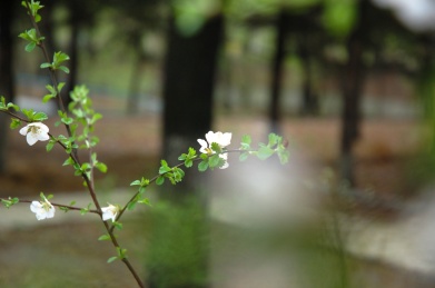 星星点点绽放的白色小花之李花