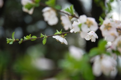 李子树上开的白色小花李花
