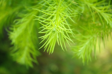 常绿树松树的绿色针叶特写