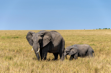 东非肯尼亚马赛马拉带着幼崽的大象