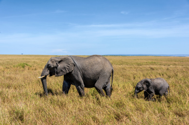 东非肯尼亚马赛马拉带着幼崽的大象