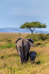 东非肯尼亚马赛马拉带着幼崽的大象