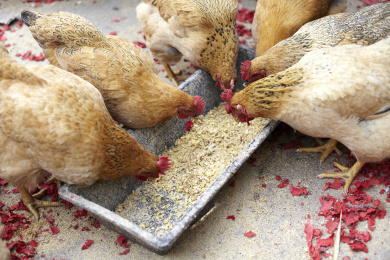 正在吃食的土鸡,在乡下