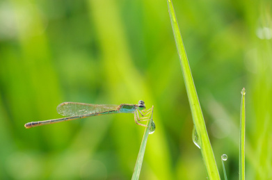 在清晨郊外田里，豆娘停在带着露珠的小草的
